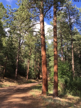 Photo of a healthy old growth Ponderosa