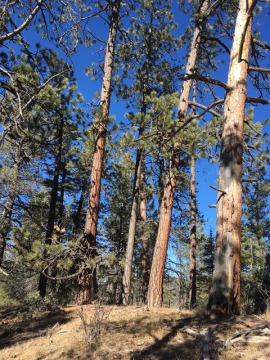 Old growth ponderosa pine